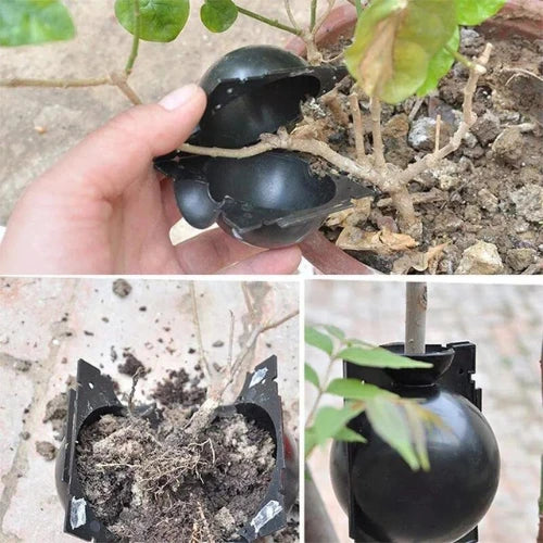 Vaso para Geminação de Plantas - PlantaBox