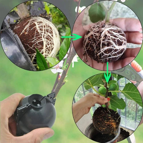 Vaso para Geminação de Plantas - PlantaBox